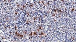 MilliporeSigma Cathelicidin/FALL-39/LL-37, Mouse, Unlabeled, Clone: 8C10.1,